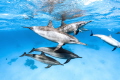   Spinner Dolphins Stenella longirostris photographed moment words will never be enough describe. describe  